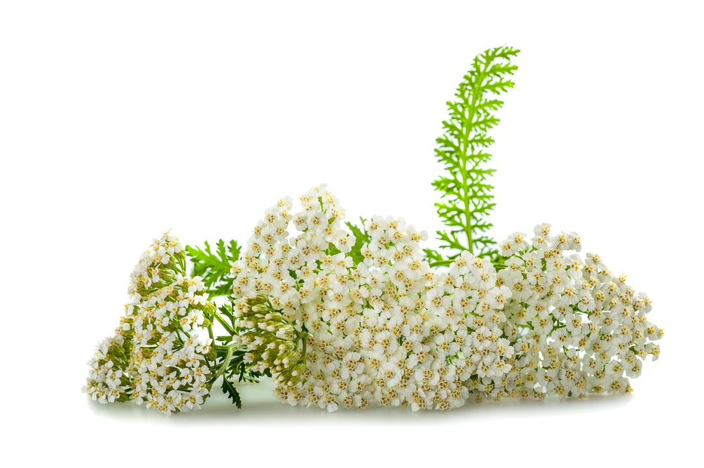 Achillée millefeuille Bio