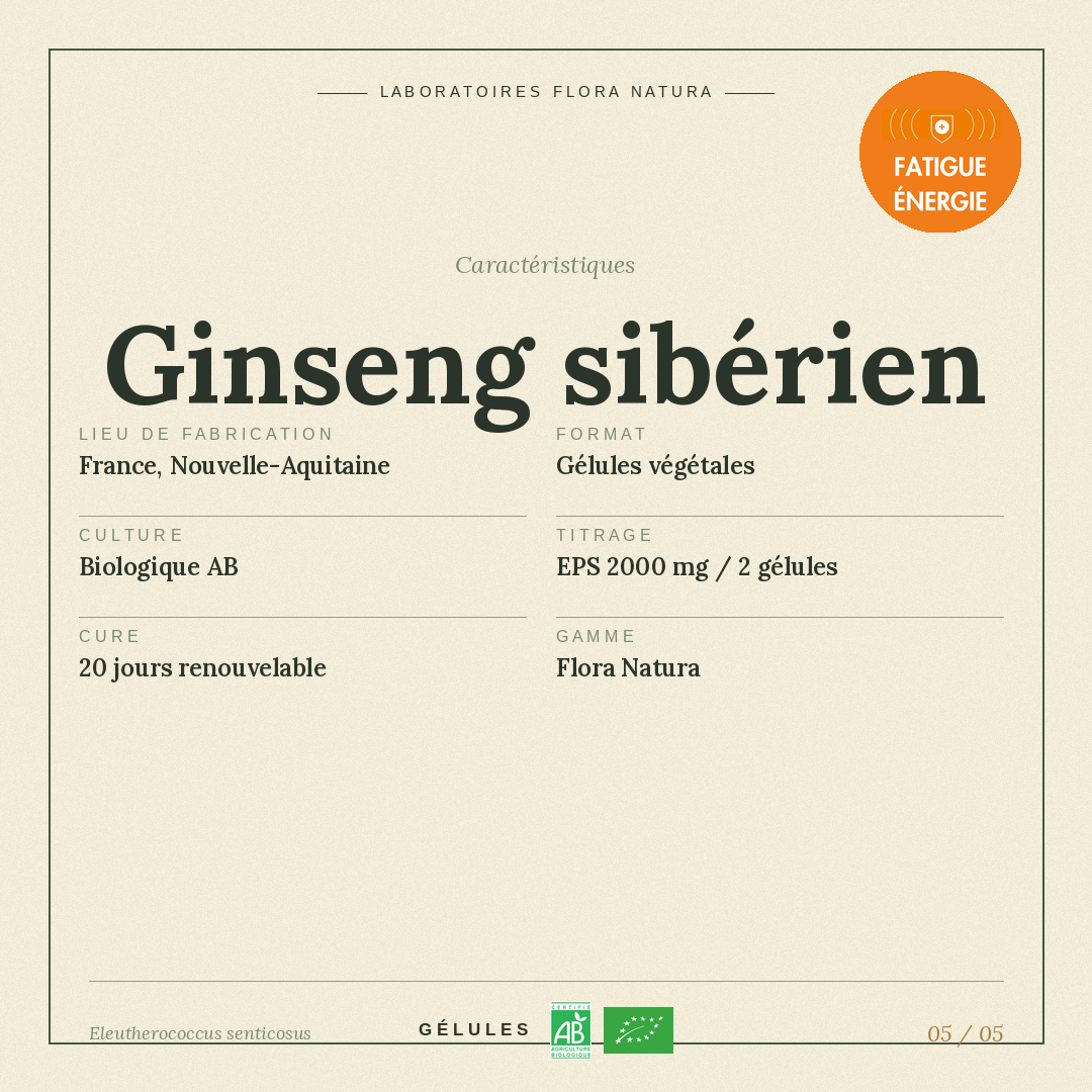 Caractéristiques de Ginseng sibérien