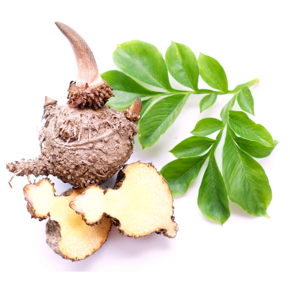 Konjac