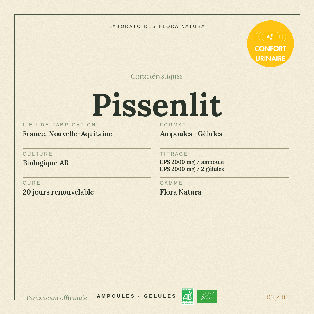 Caractéristiques de Pissenlit