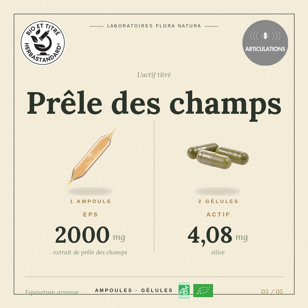 Principe actif de Prêle des champs
