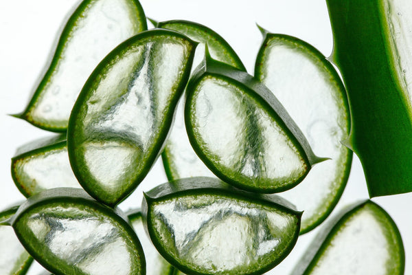Aloe Vera — Flora Natura