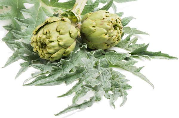 Artichaut — Flora Natura