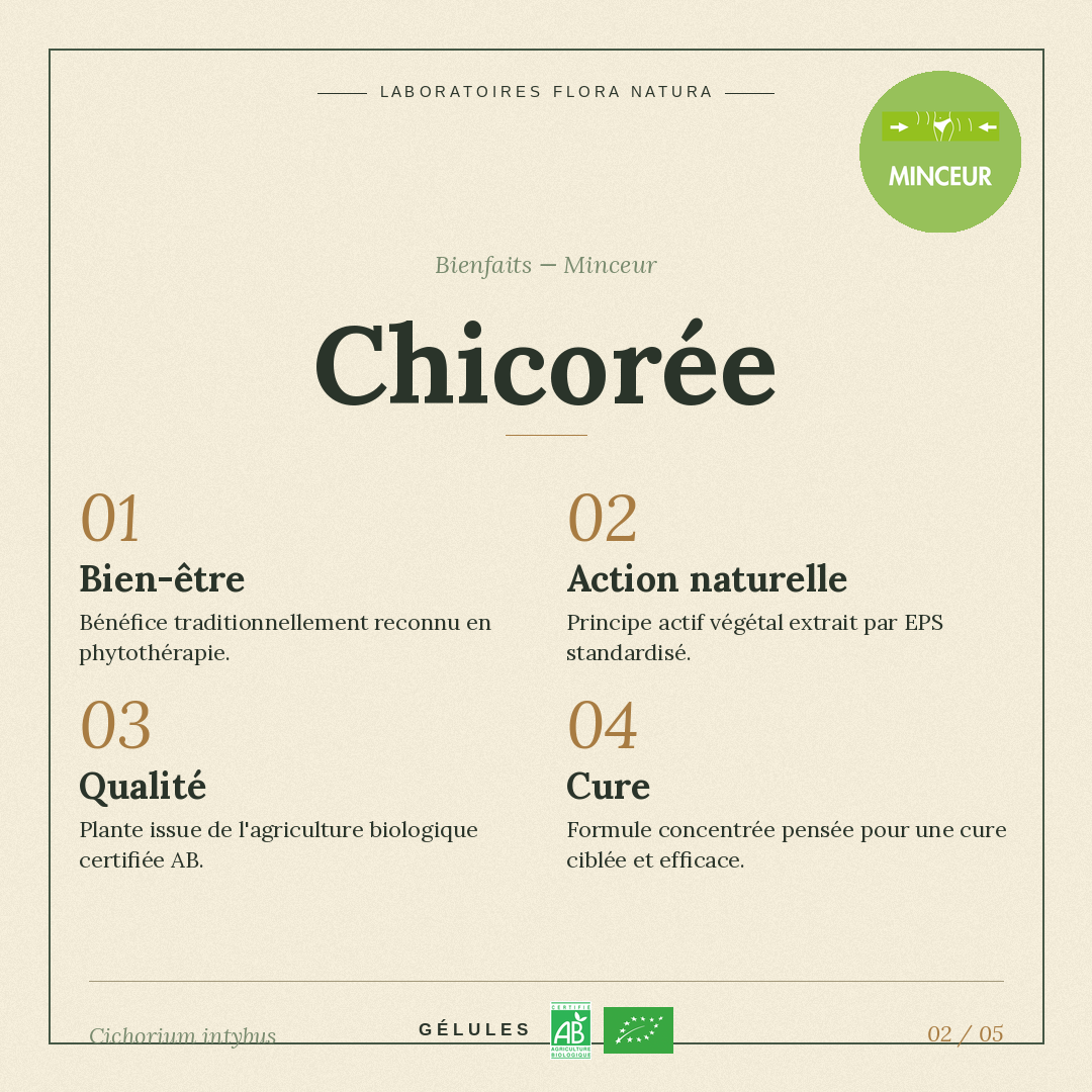 Bienfaits de Chicorée