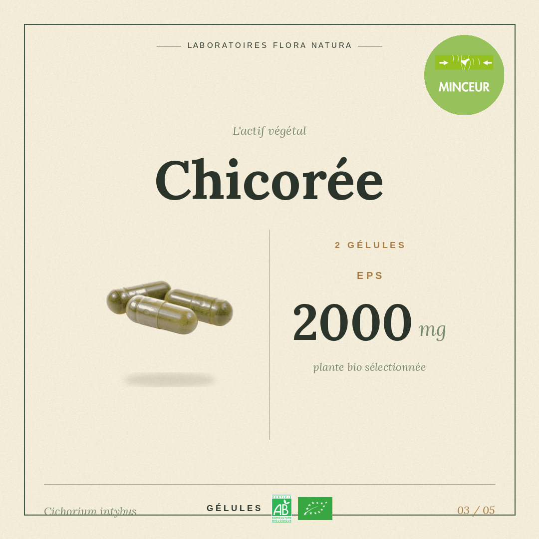 Principe actif de Chicorée