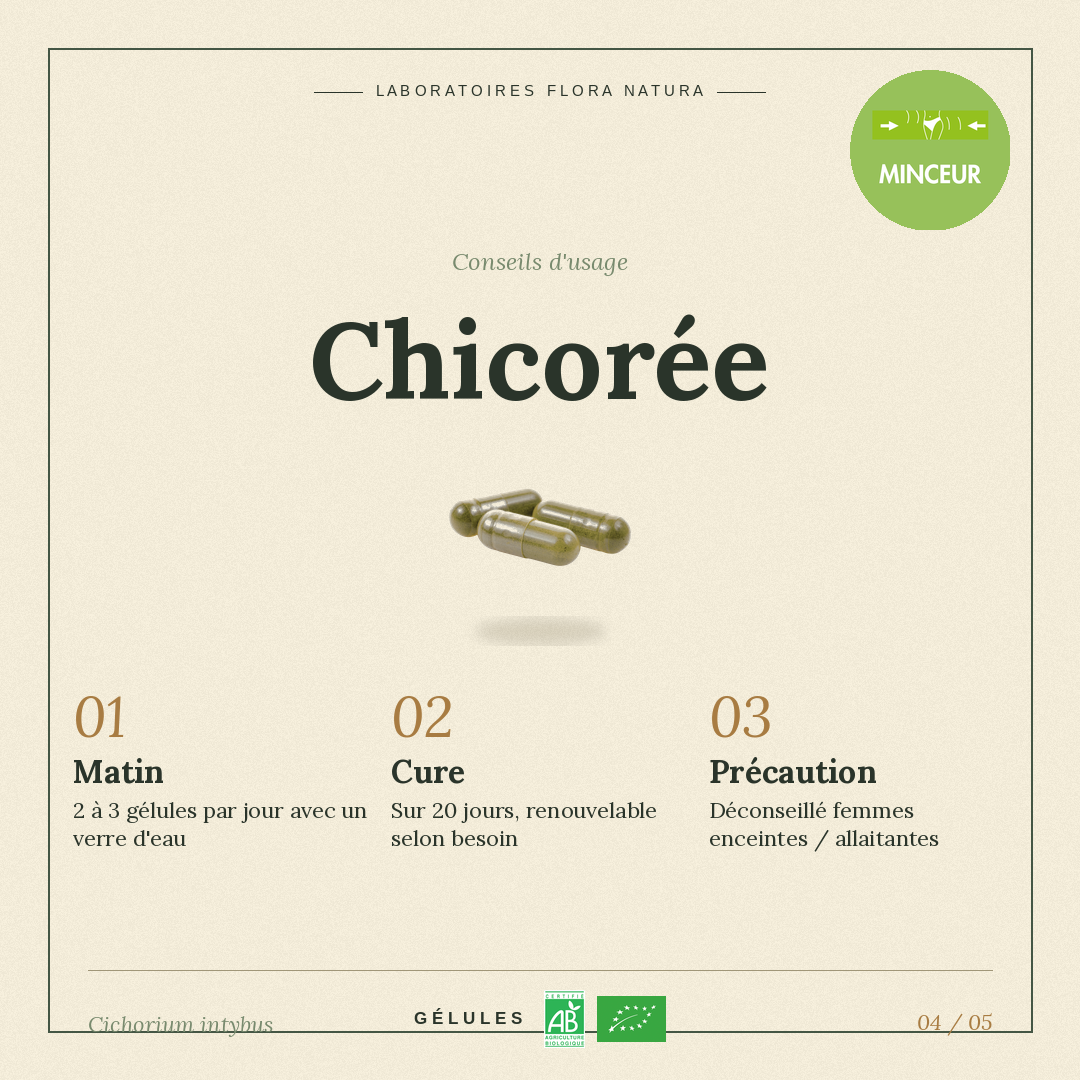 Posologie de Chicorée