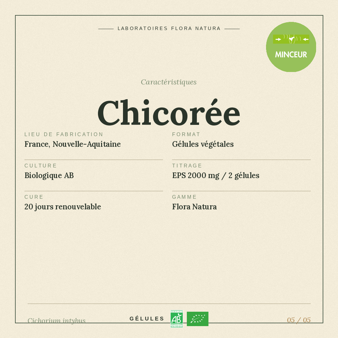 Caractéristiques de Chicorée