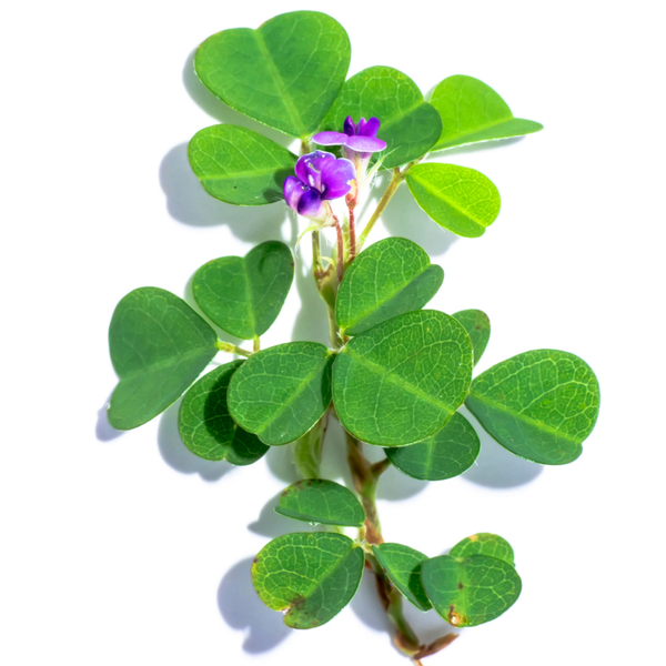 Desmodium — Flora Natura