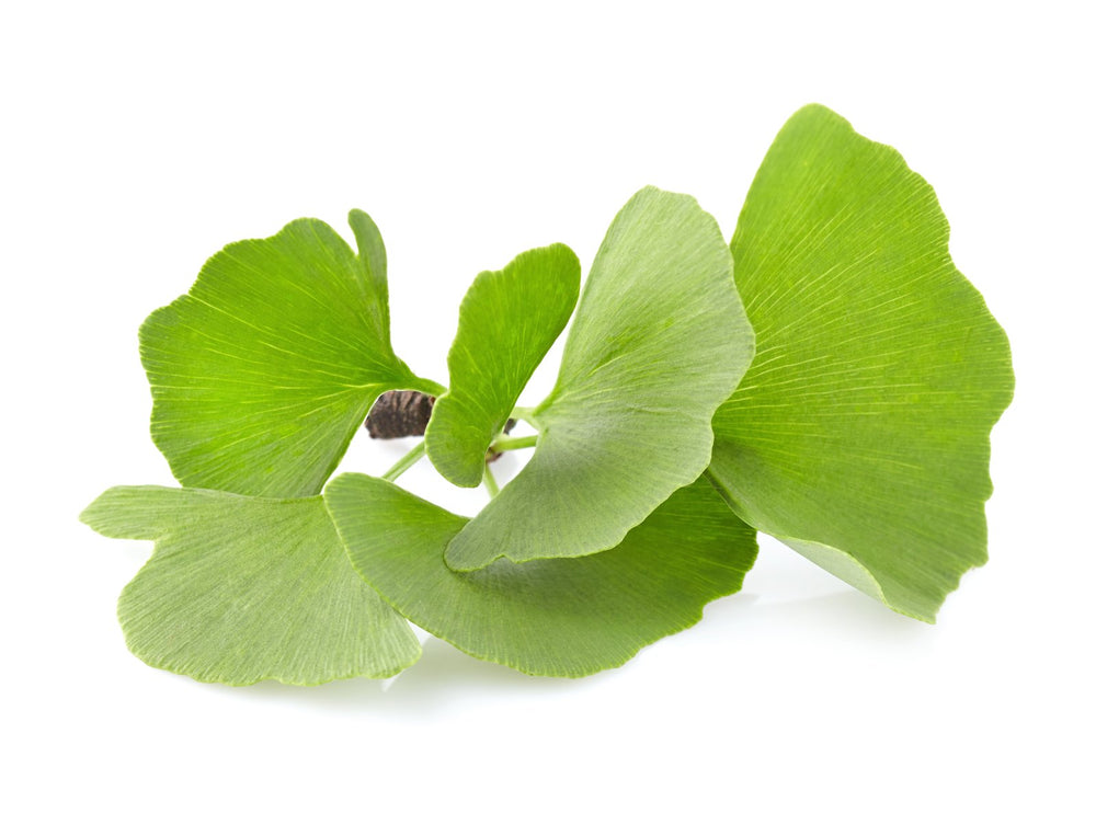 Ginkgo biloba
