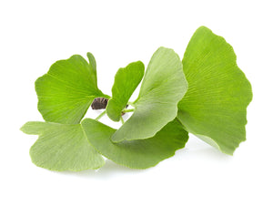 Ginkgo biloba