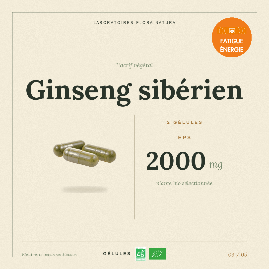 Principe actif de Ginseng sibérien