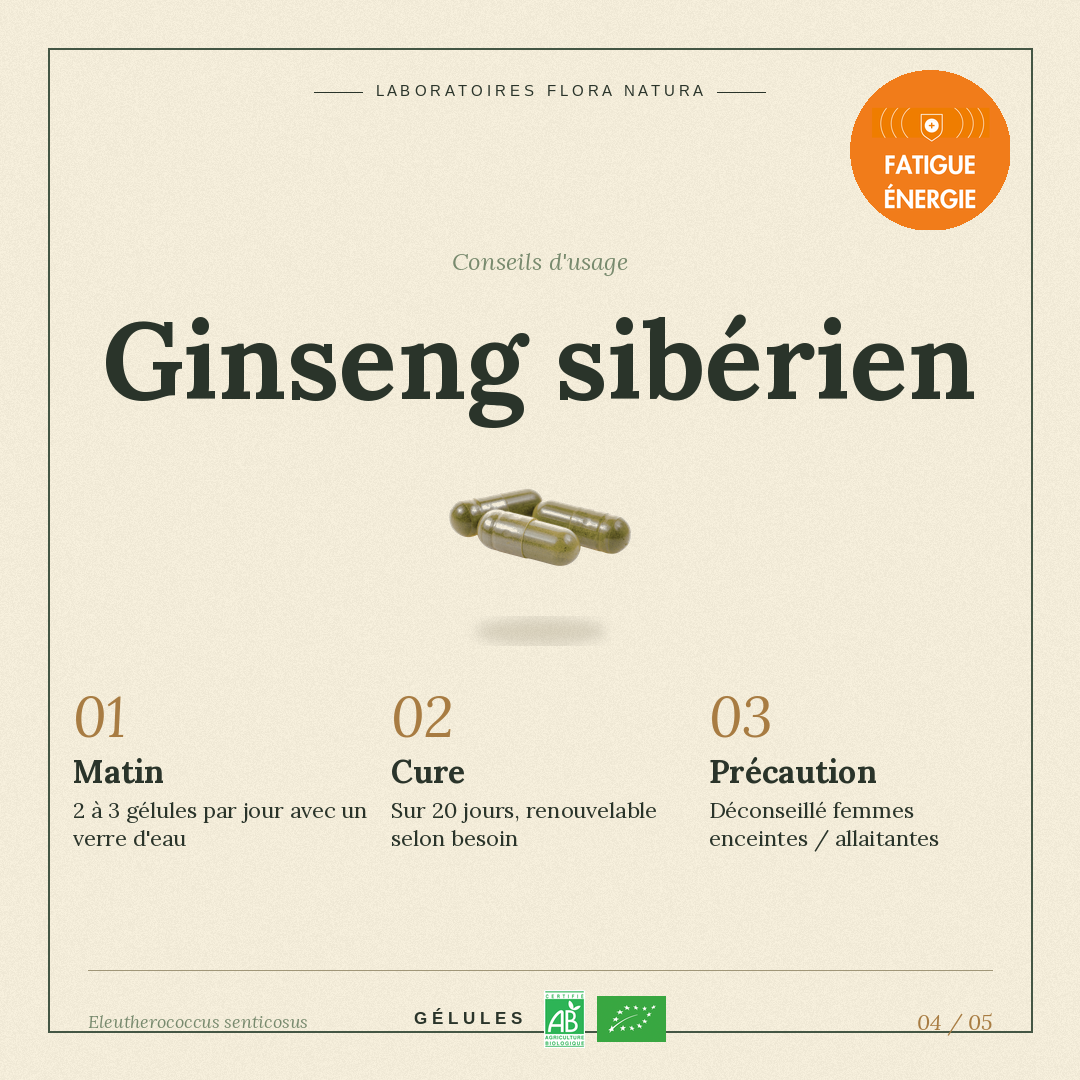 Posologie de Ginseng sibérien