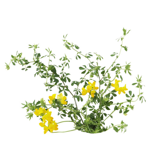 Lotier — Flora Natura