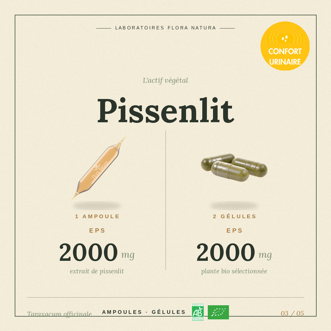 Principe actif de Pissenlit
