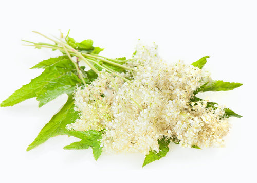 Reine des prés — Flora Natura