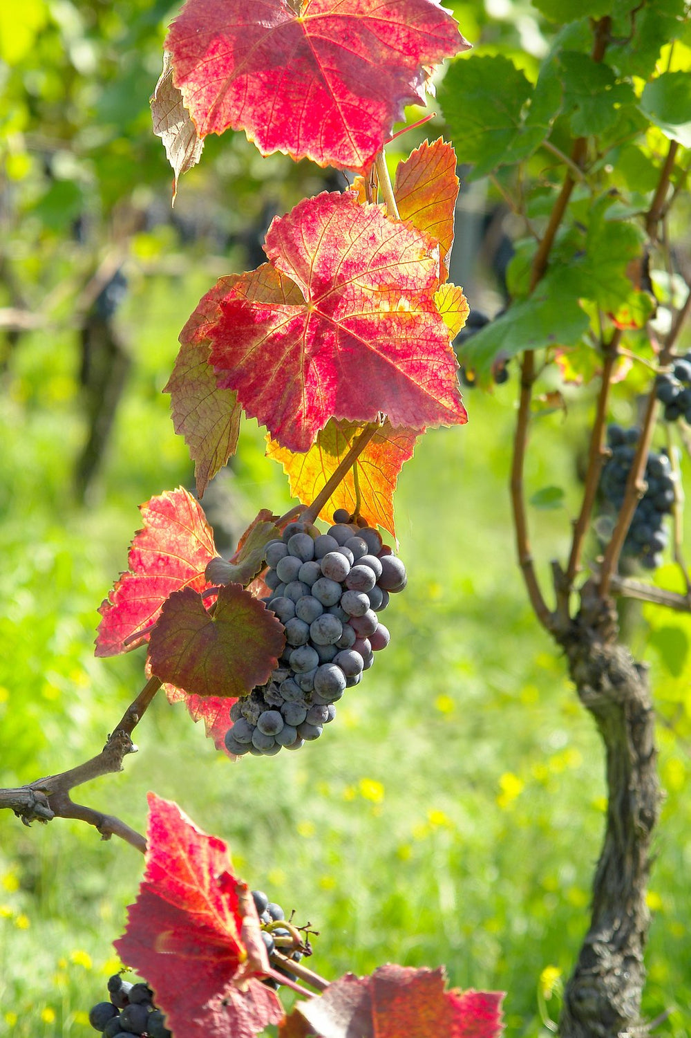 Vigne rouge